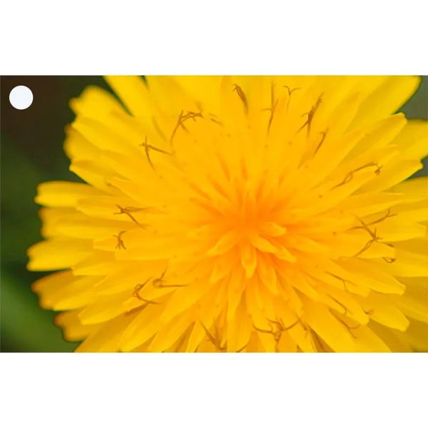 2 Beautiful Flowers - Gerbera & Hawkweed - 3D Lenticular Gift Tags Cards - NEW Online