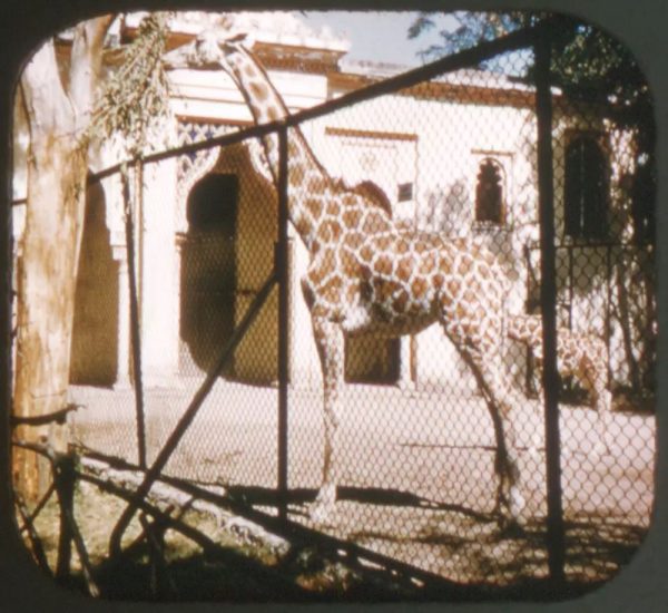 Allo Zoo Parte III - Stereo-Rama Reel - Similar to View-Master - vintage - A-3012 Online Sale