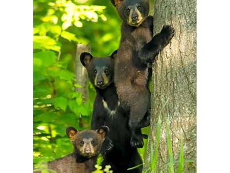 Black bear 3 - 3D Lenticular Postcard Greeting Card Online now