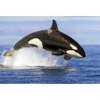 Whale Orca Breaching - 3D Lenticular Postcard Greeting Card Online now