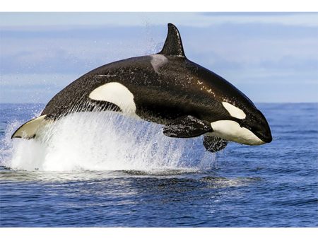 Whale Orca Breaching - 3D Lenticular Postcard Greeting Card Online now