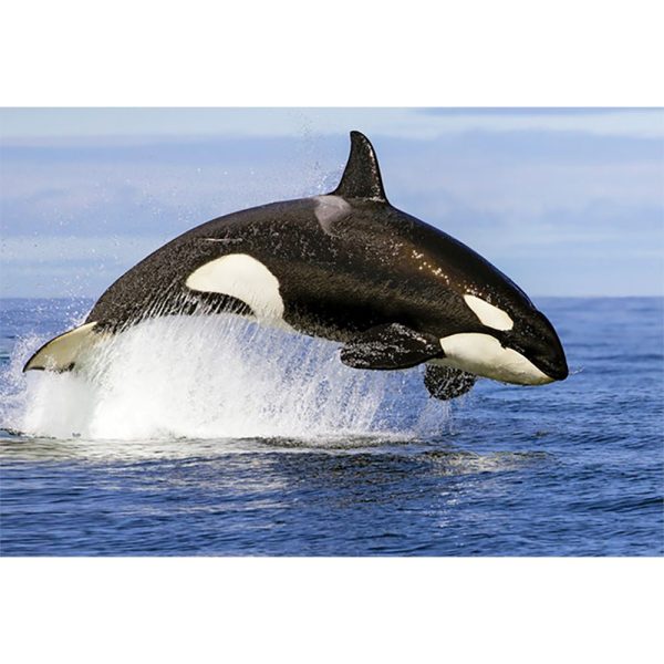 Whale Orca Breaching - 3D Lenticular Postcard Greeting Card Online now