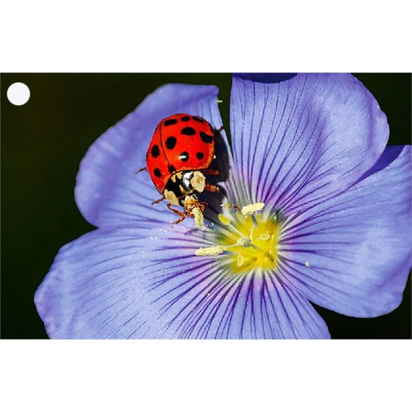 Lady Bug and Butterfly - 2 3D Lenticular Gift Tags Cards - NEW Fashion