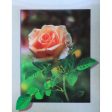 Pink (cream) Rose - 3D Lenticular Poster - 12x16 Print - New Fashion