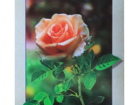 Pink (cream) Rose - 3D Lenticular Poster - 12x16 Print - New Fashion