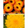 2 Beautiful Flowers - Gerbera & Hawkweed - 3D Lenticular Gift Tags Cards - NEW Online