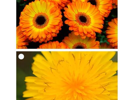 2 Beautiful Flowers - Gerbera & Hawkweed - 3D Lenticular Gift Tags Cards - NEW Online